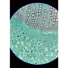 میکروسکوپ سلسترون مدل Labs 800 NEW 2025