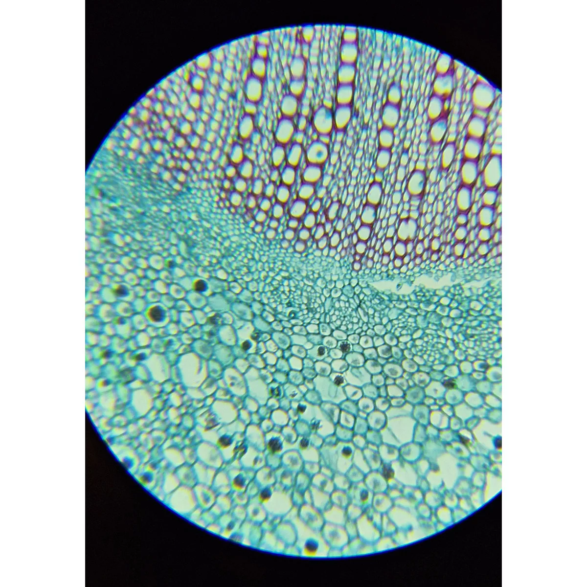 میکروسکوپ سلسترون مدل Labs 800 NEW 2025