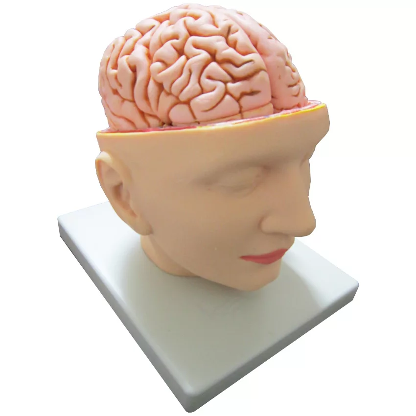 بازی آموزشی طرح مولاژ سر مدل ASM27