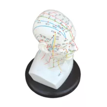 بازی آموزشی مدل مولاژ طب سوزنی سر انسان کد A020