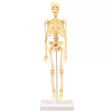 کیت آموزشی مدل مولاژ اسکلت انسان