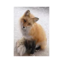 پازل آموزشی مدل دایموند پینتینگ طرح روباه