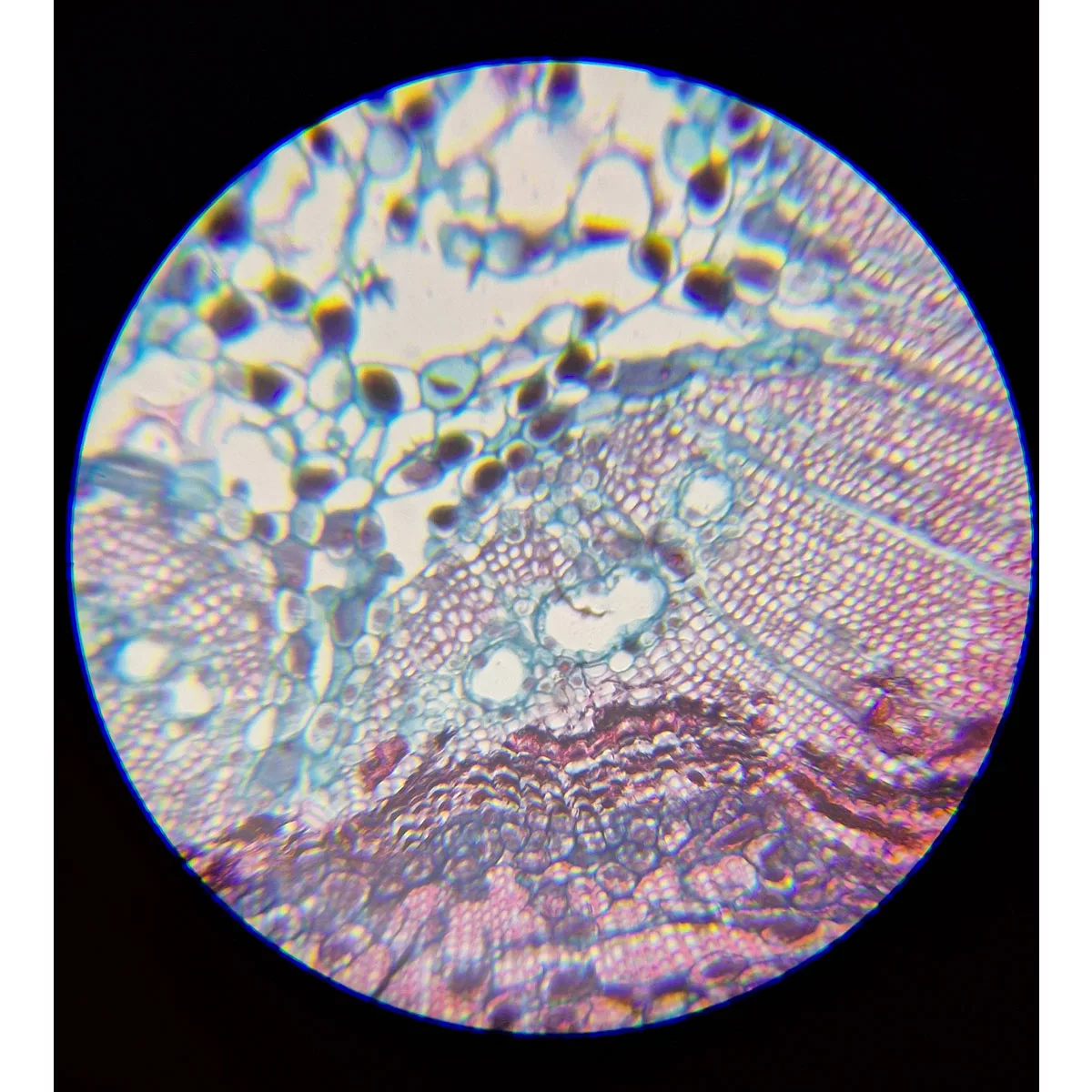 میکروسکوپ مدل دوچشمی آکروماتیک کد 1600x به همراه کیف حمل