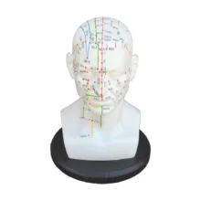 بازی آموزشی مدل مولاژ طب سوزنی سر انسان کد A020