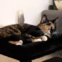 اسکرچر گربه مدل SHP500