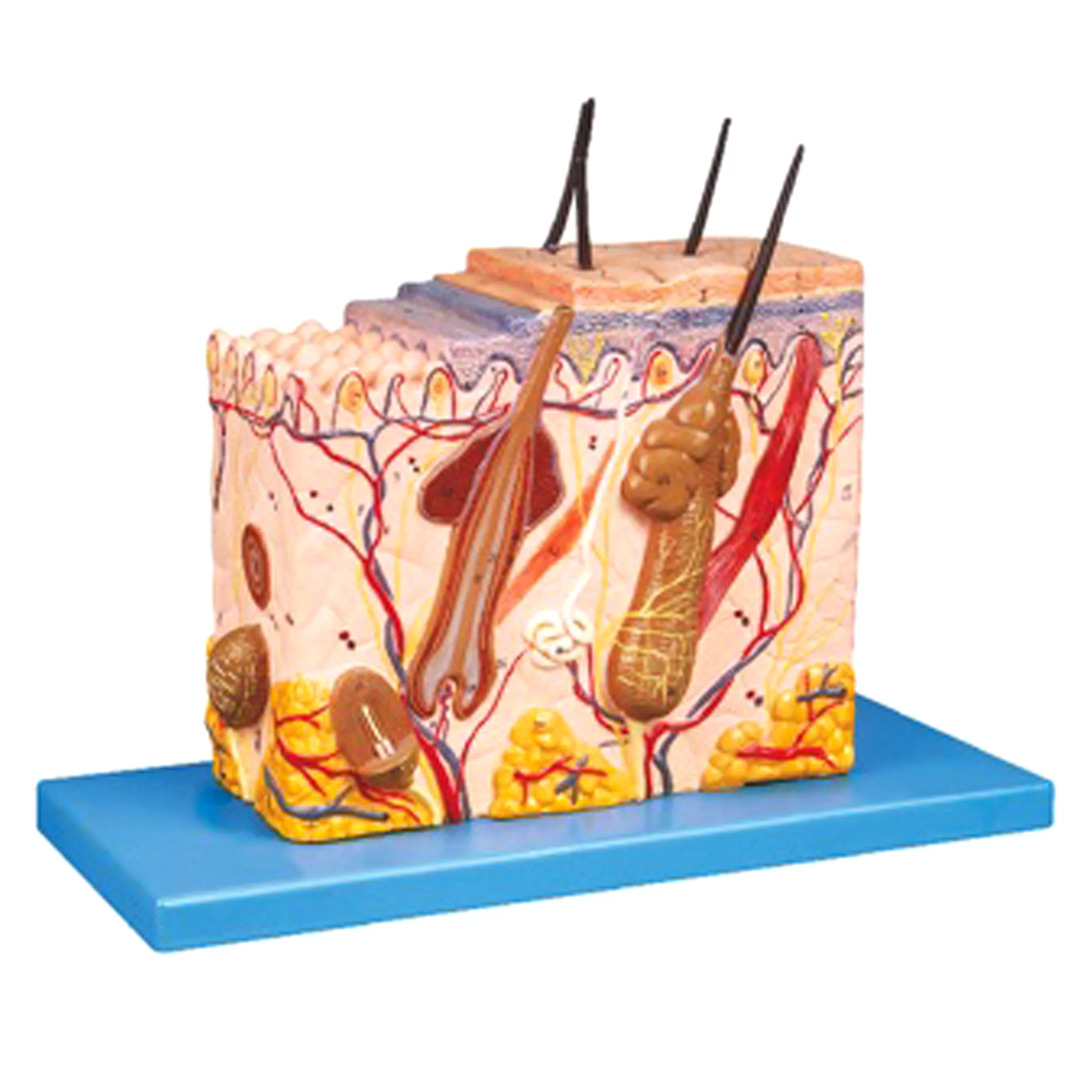 بازی آموزشی طرح مولاژ پوست و مو انسان مدل General doctor کد 41002