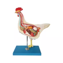 بازی آموزشی طرح مولاژ مرغ مدل ASM51