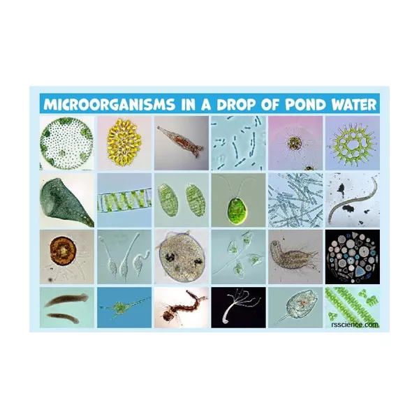 میکروسکوپ مدل BM-113RT