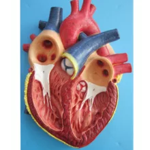 بازی آموزشی طرح مولاژ قلب مدل ASM31
