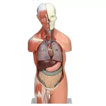 بازی آموزشی مدل مولاژ نیم تنه