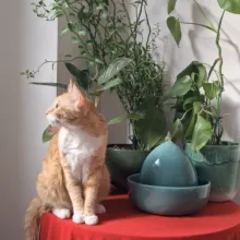 آبخوری اتوماتیک گربه و سگ مدل گنبدی