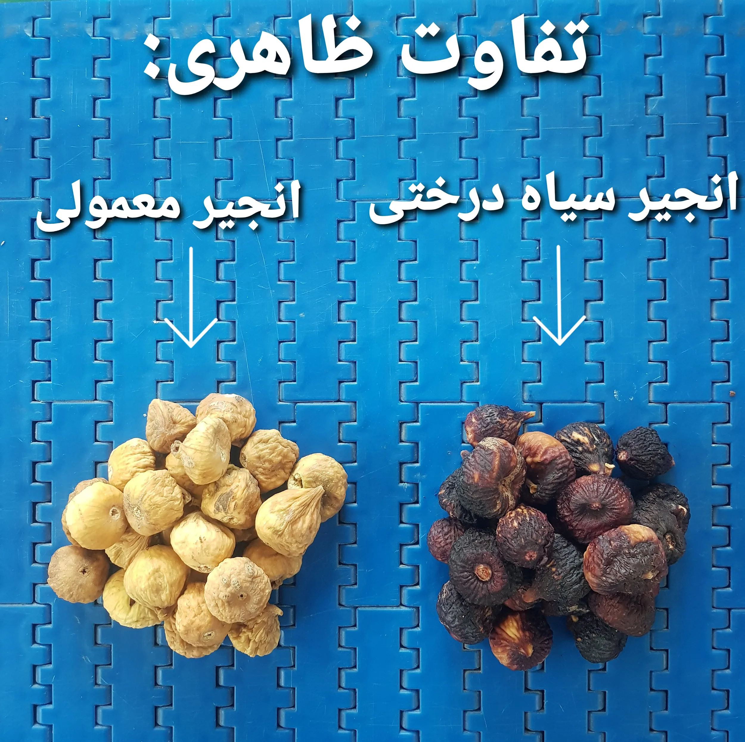 انجیر خشک سیاه درختی بازرگانی هاشمی - 5 کیلوگرم