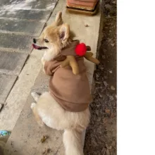 لباس سگ و گربه مدل گوزن 3 سایز L