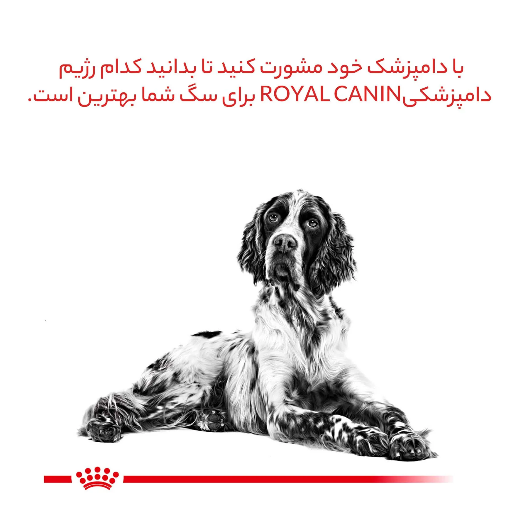 غذای خشک سگ رویال کنین مدل Hypoallergenic ضد حساسیت وزن 2 کیلوگرم