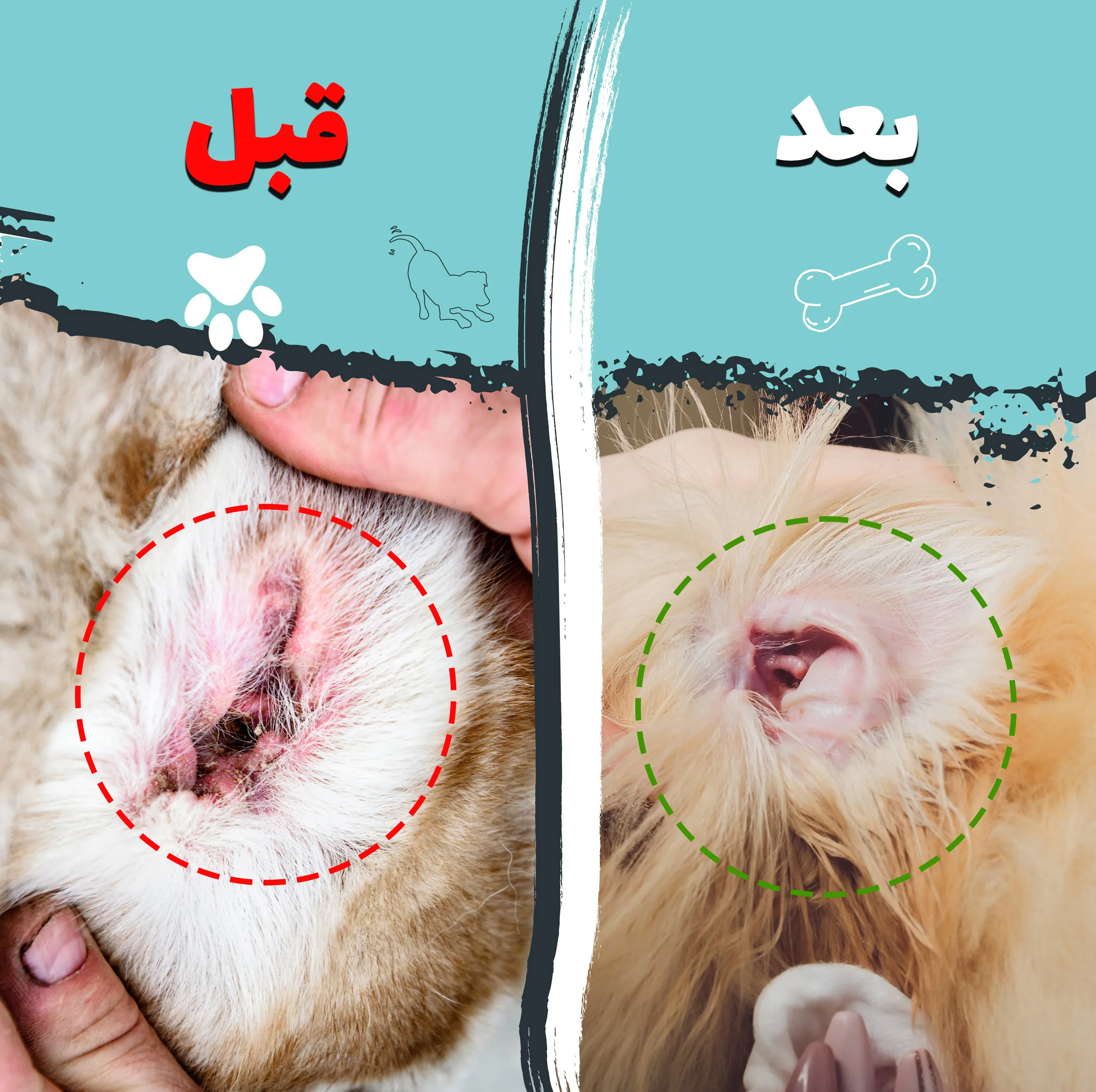 دستمال مرطوب و سواب مرطوب سگ و گربه کوالاپت مدل مخصوص چشم و گوش بسته دو عددی