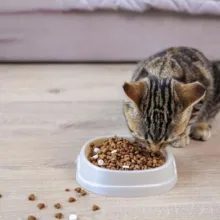 غذا خشک گربه جوسرا مدل Catelux وزن 2 کیلوگرم