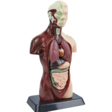 کیت آموزشی مدل مولاژ بدن انسان نیم تنه کد WPMR-027