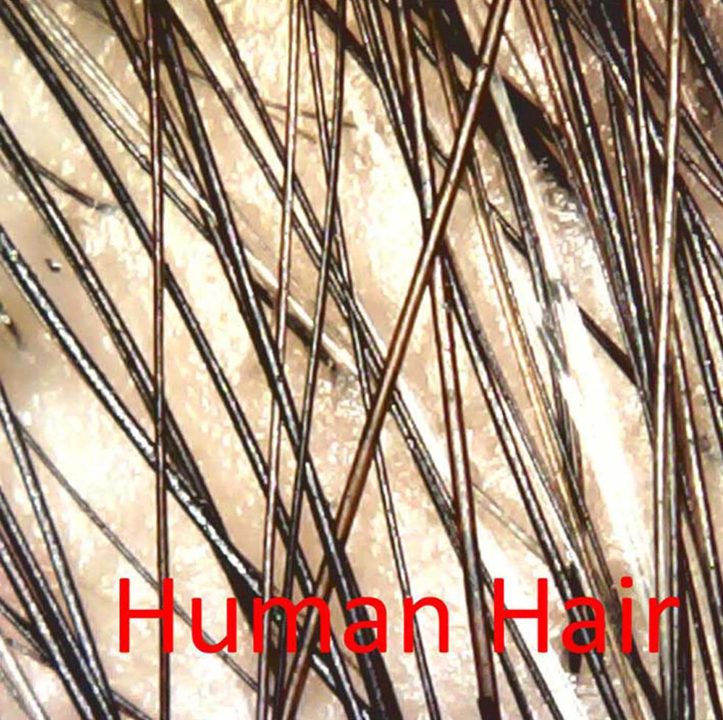 میکروسکوپ دیجیتال مدل hl-1000x