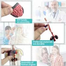 بازی آموزشی مدل مولاژ بالا تنه انسان کد WPX-021