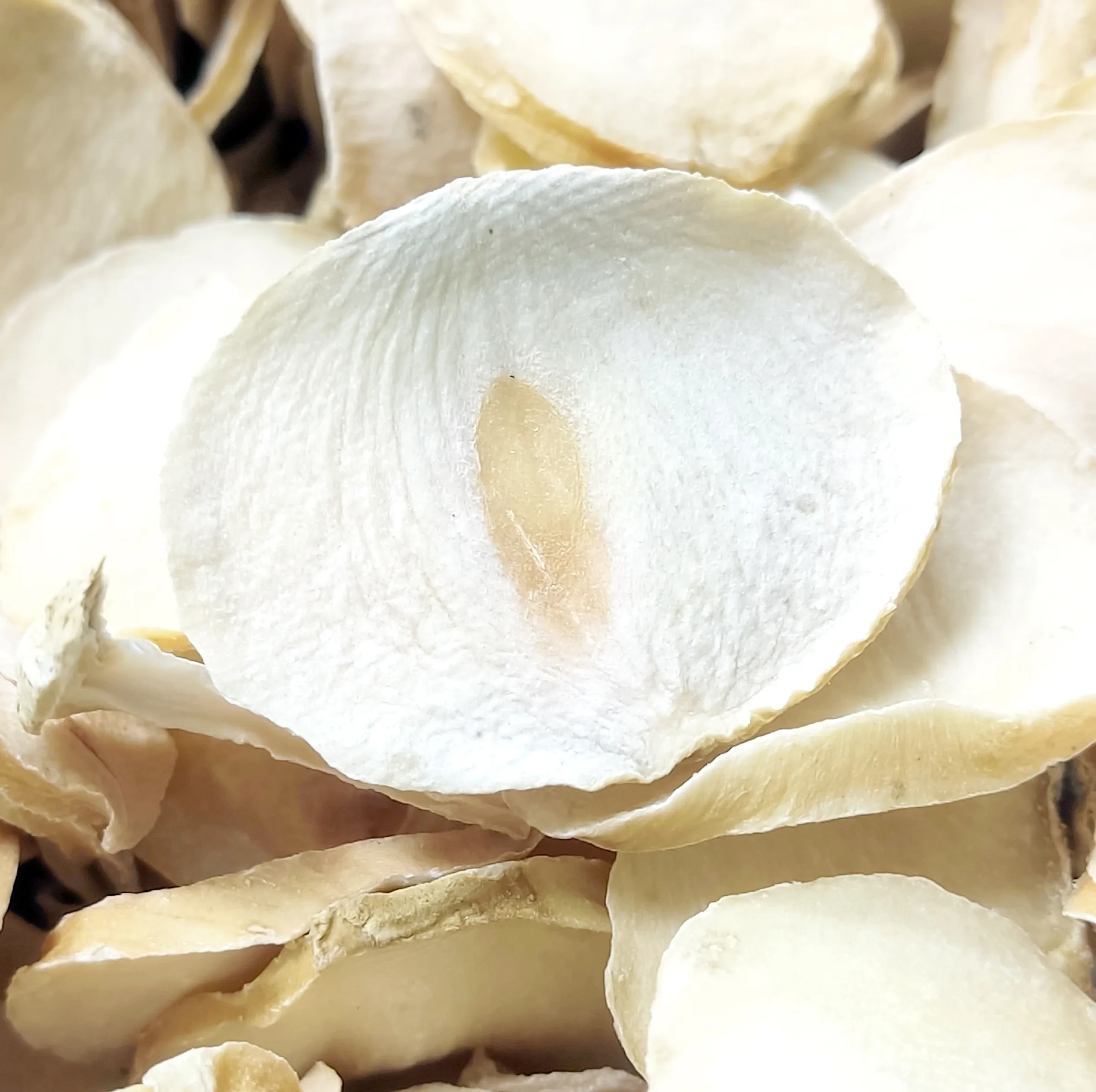 موسیر کوهی - 200 گرم
