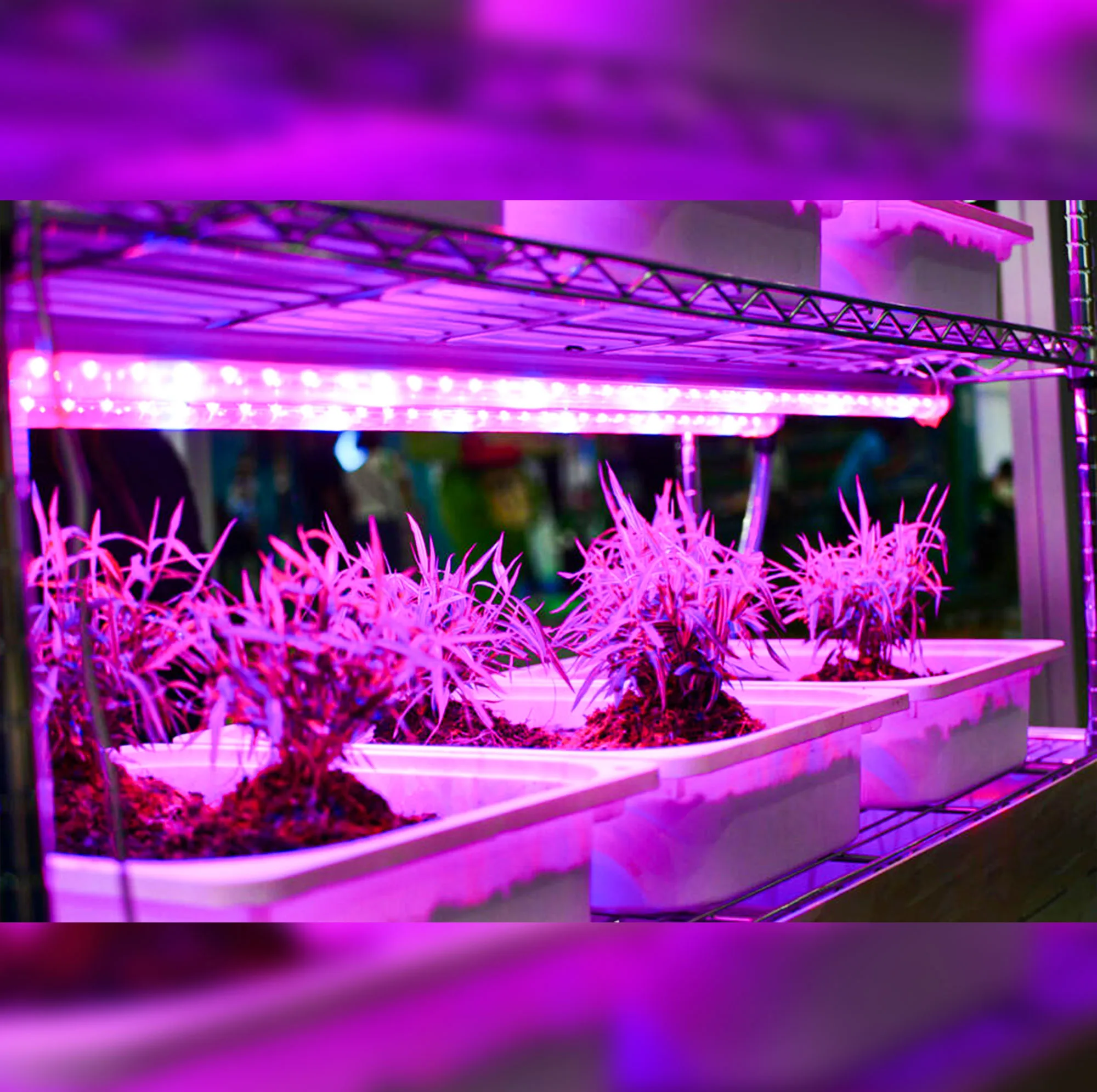 لامپ رشد گیاه 7 وات مدل فول اسپکتروم 220v طرح ریسه ال ای دی بسته 4 عددی
