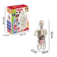 بازی آموزشی مدل مولاژ بالا تنه انسان کد WPX-021