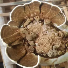 پودر قارچ دم بوقلمون قارچ معجزه - 100 گرم