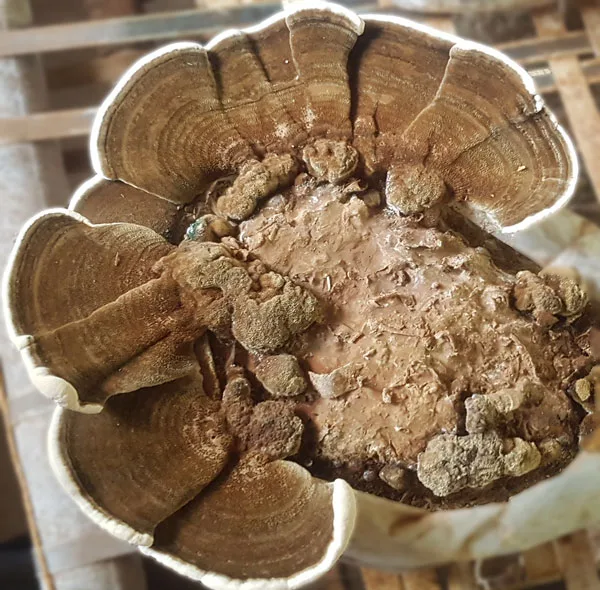 قارچ دم بوقلمون قارچ معجزه - 100 گرم