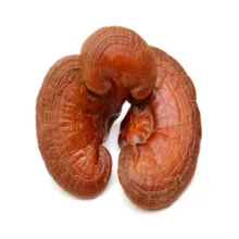 قارچ گانودرما لوسیدوم کینگ - 200 گرم