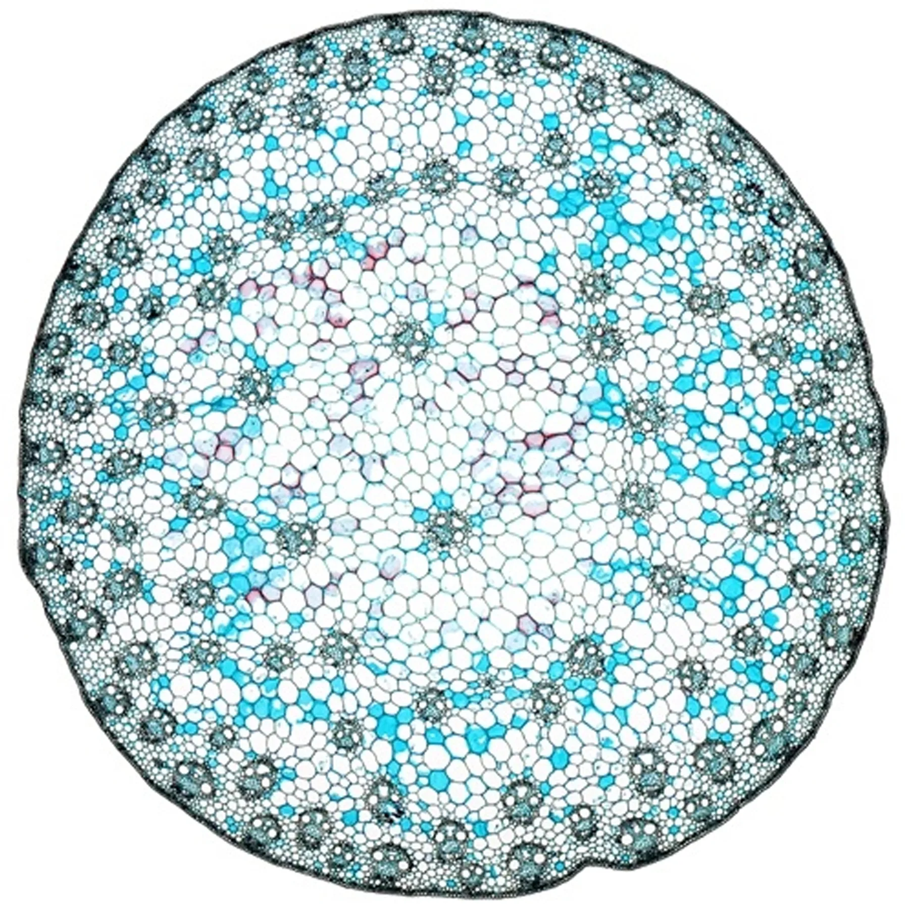 اسلاید میکروسکوپ مدل نمونه آماده بسته 10 عددی