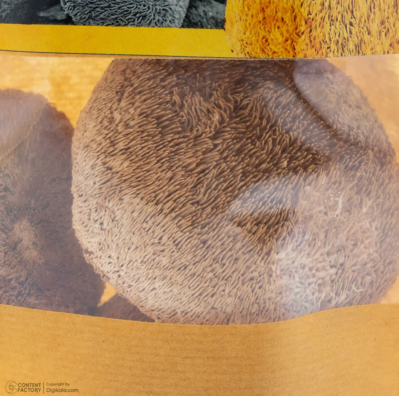 قارچ خشک یالشیر کینگ - 500 گرم