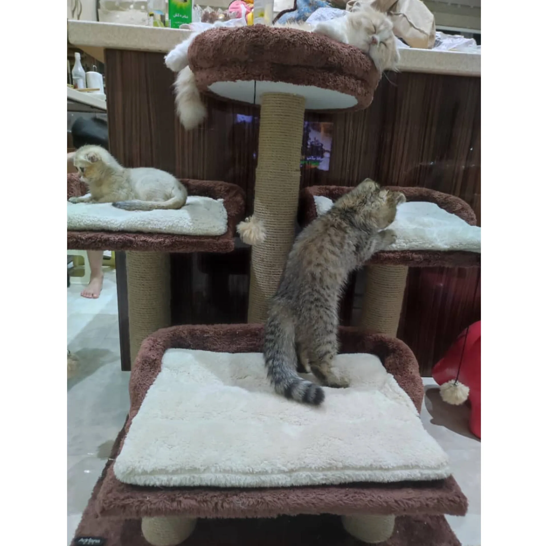 اسکرچرگربه آدریانا پت مدل پرتقال