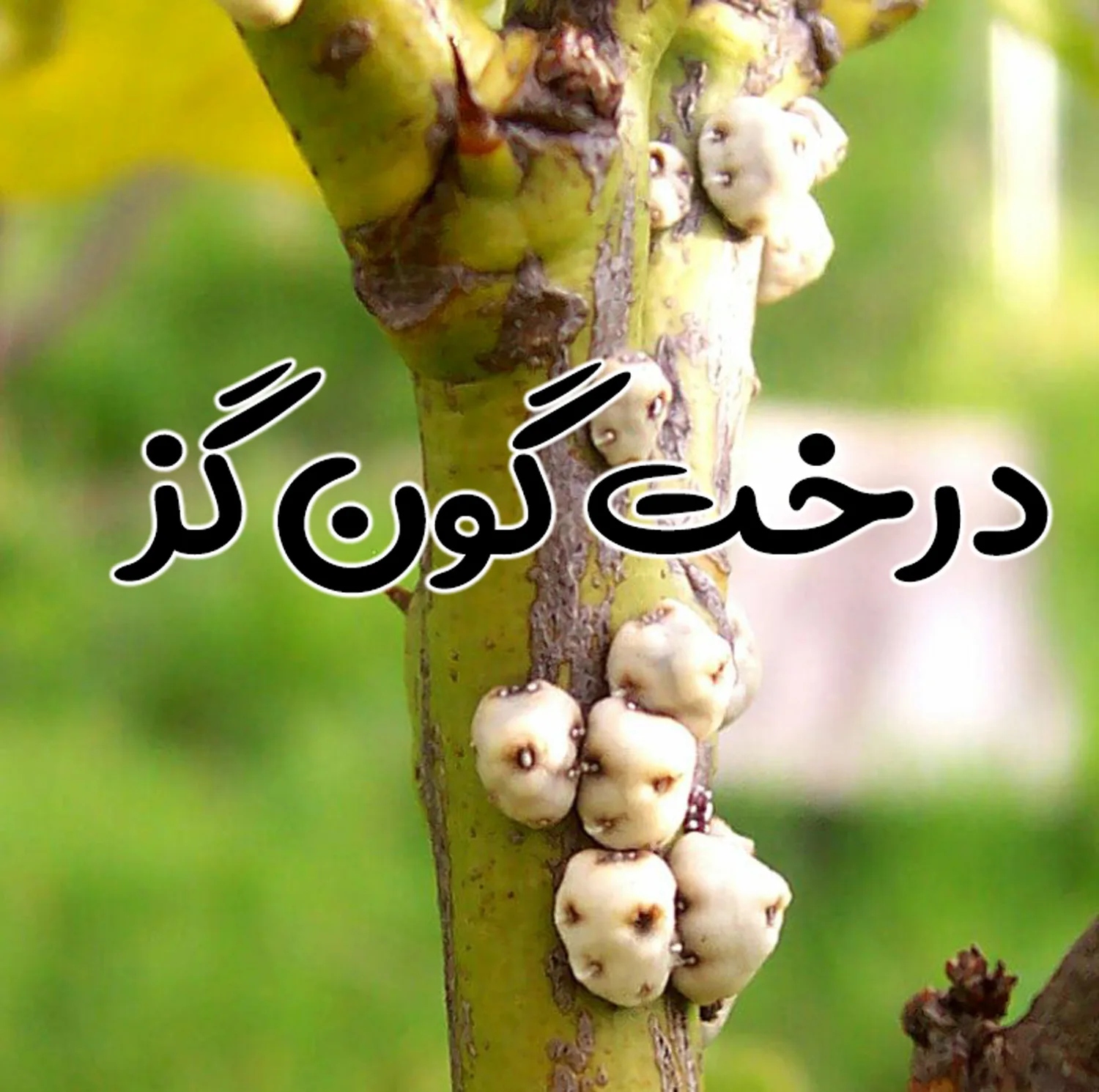 عسل طبیعی سبلان گون گز خام الماس کوهستان - 1 کیلوگرم