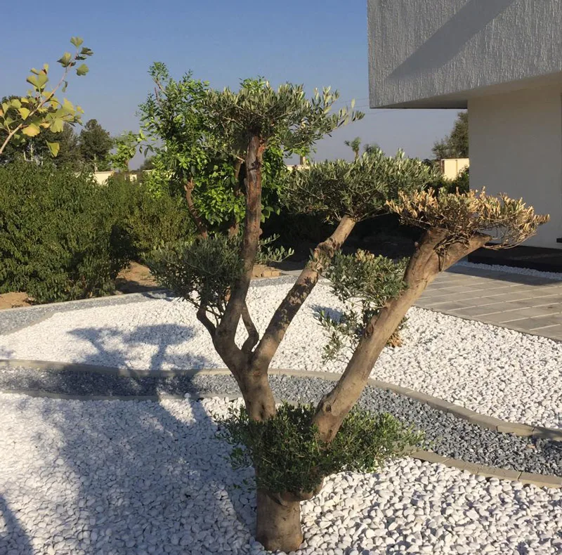 سنگ تزیینی پروفسور مدل W110 وزن 10 کیلوگرم