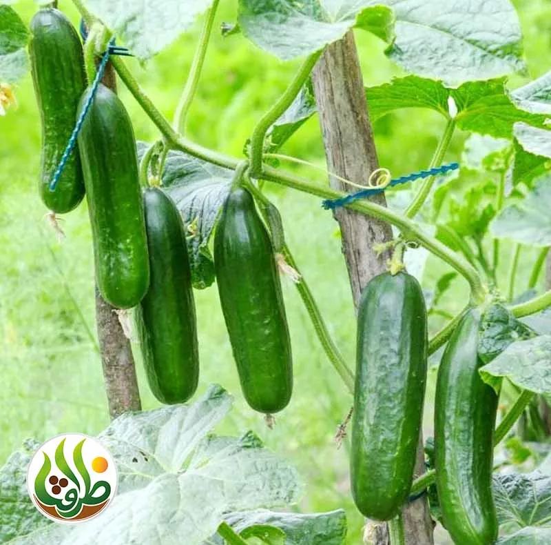 بذر خیار بیت آلفا ظرافت مدل BZ18822