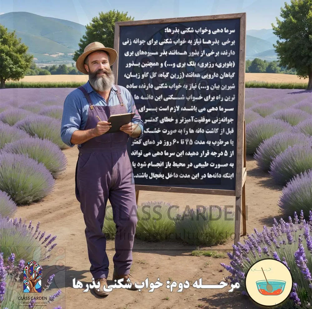 بذر کدو تنبل غول پیکر گلس گاردن مدل GL02
