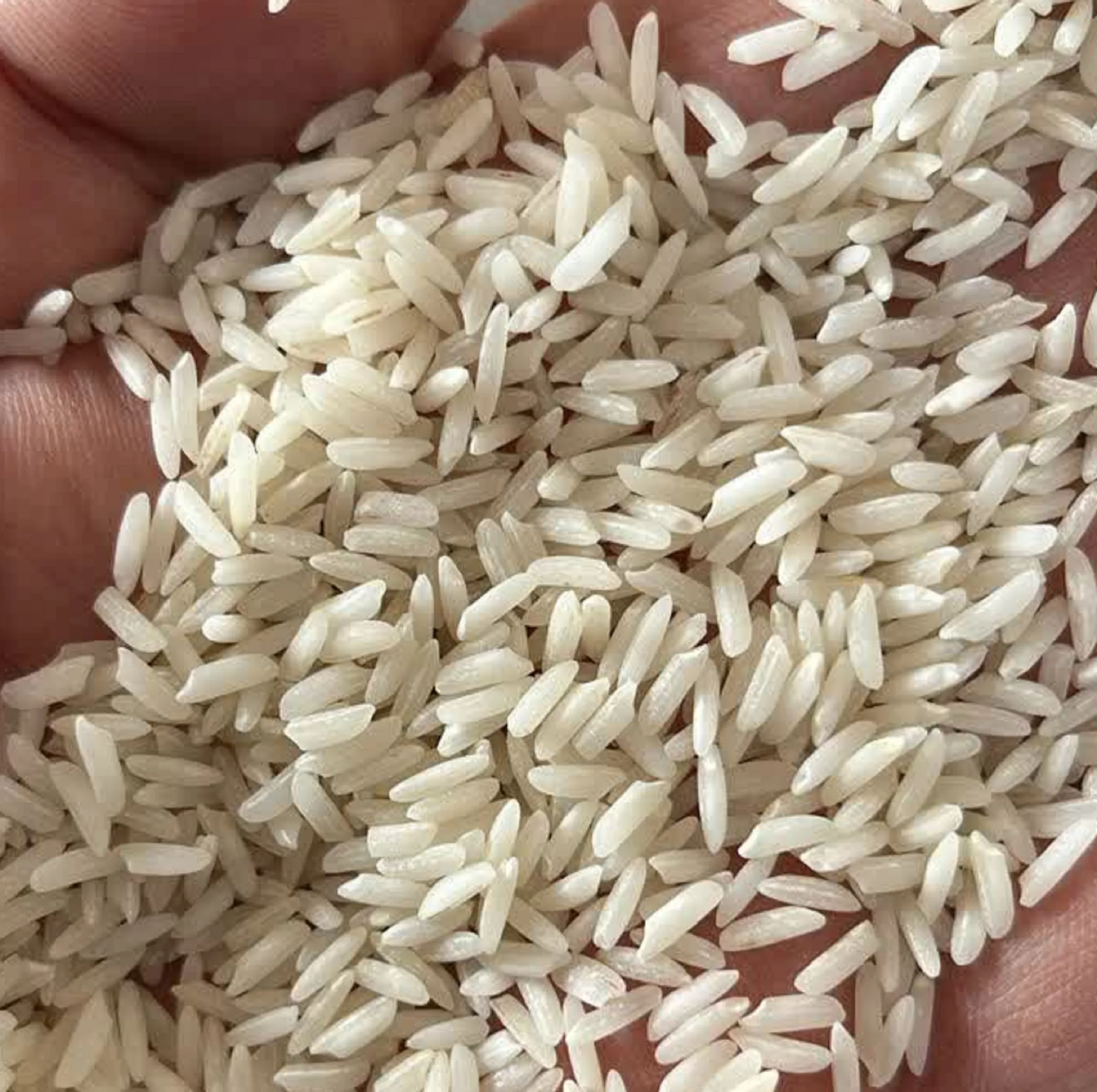 برنج هاشمی گیلان زرین خوشه طبرستان - 10 کیلوگرم
