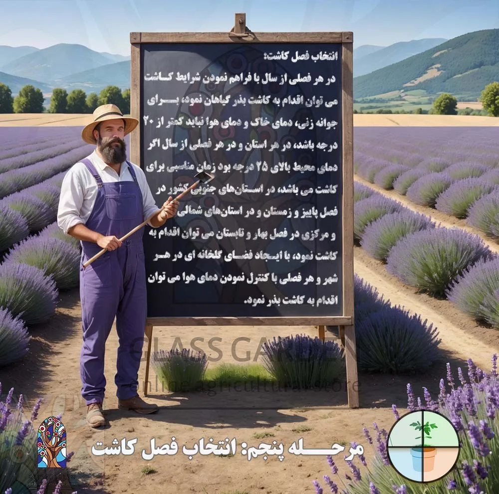 بذر کدو تنبل غول پیکر گلس گاردن مدل GL02