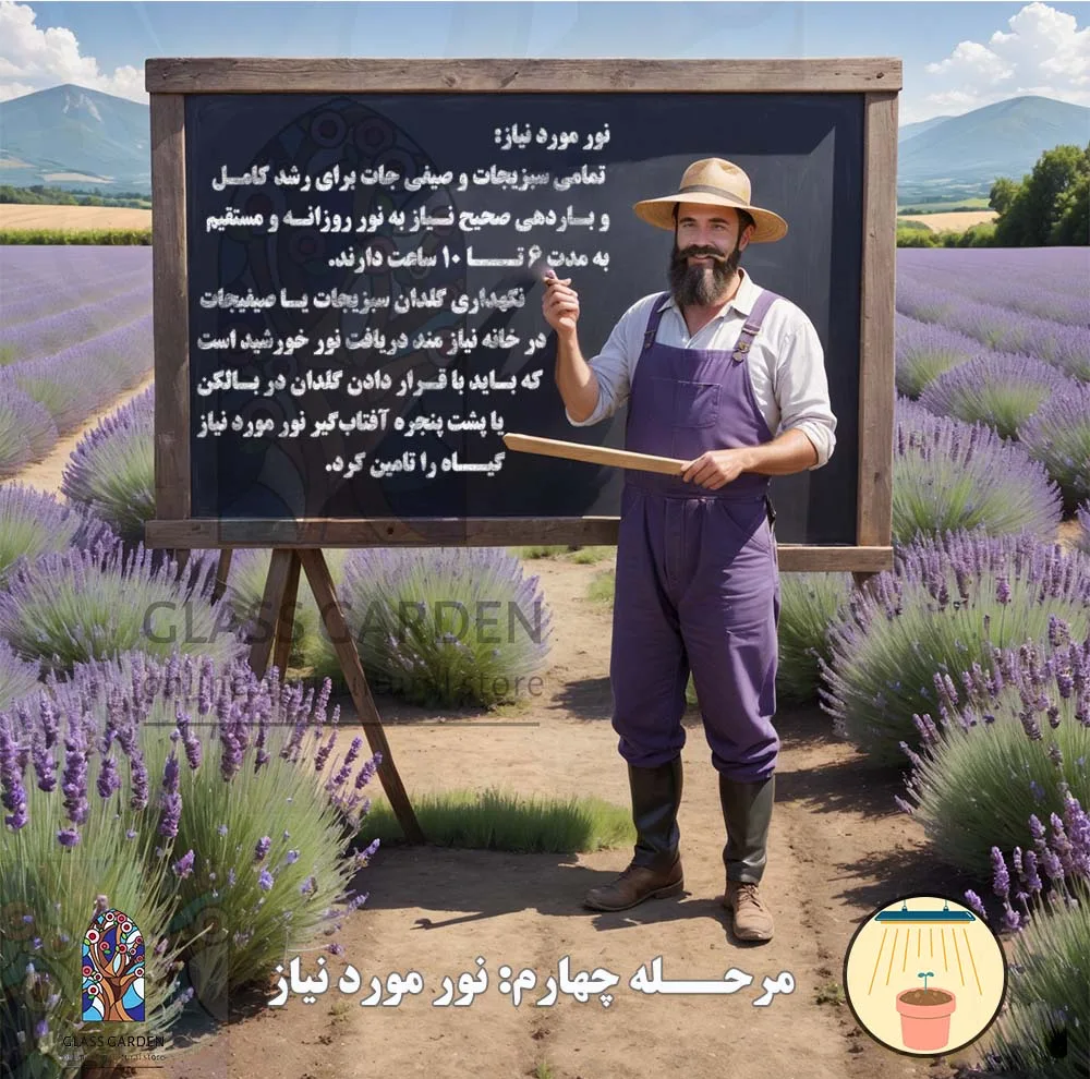 بذر کدو تنبل غول پیکر گلس گاردن مدل GL02