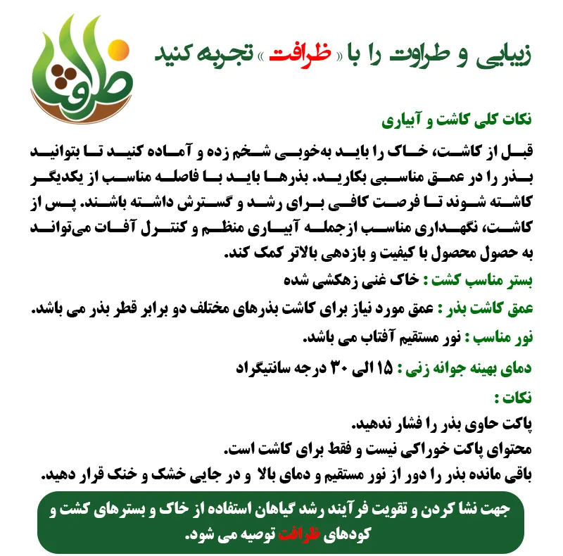 بذر تره شادهگان ظرافت مدل BZ4482