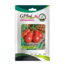 بذر صیفی جات گوجه گیلاسی و گوجه گلابی گلبرگ پامچال کد G-P-GP-012 مجموعه 12 عددی