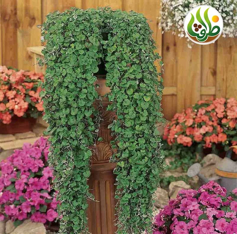 بذر چمن دایکوندرا ظرافت مدل BZ18069 بسته 10 عددی