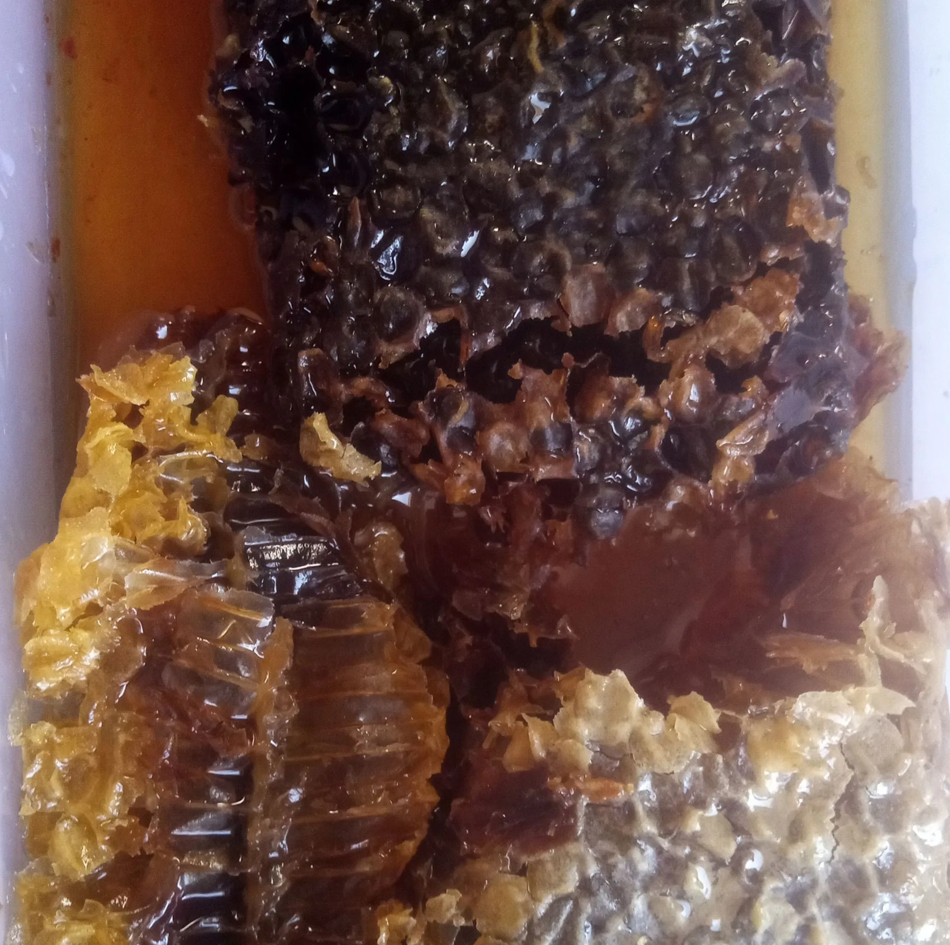 عسل سیاه وحشی - ۱۰۰۰ گرم