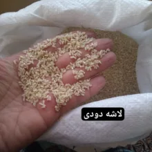 برنج لاشه دودی گیلان نسل نورانی - ۱۰ کیلوگرم