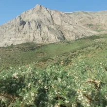 عسل گون گز - 1000 گرم