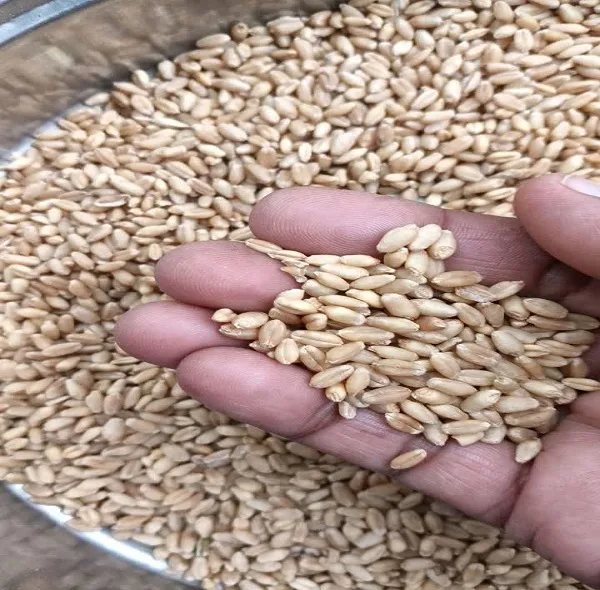 جو پوست کنده - 900 گرم