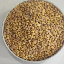 گندم برشته شمس - 1 کیلوگرم