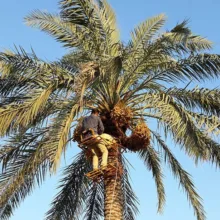 بالابر مکانیکی درخت نخل گلارو مدل LP 60