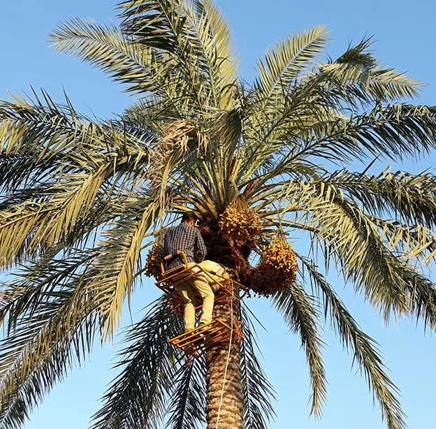بالابر مکانیکی درخت نخل گلارو مدل LP 60