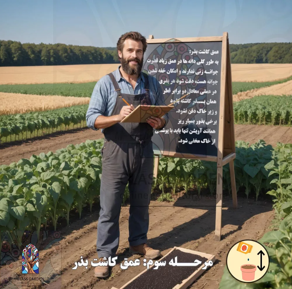 بذر کدو تنبل غول پیکر گلس گاردن مدل GL02